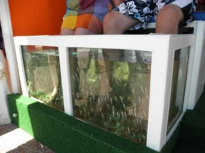 Een heilzame "Fish Massage" Een heilzame "Fish Massage"