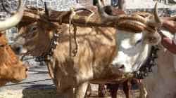 Feria de ganado voorafgaand aan de Romeria van Adeje