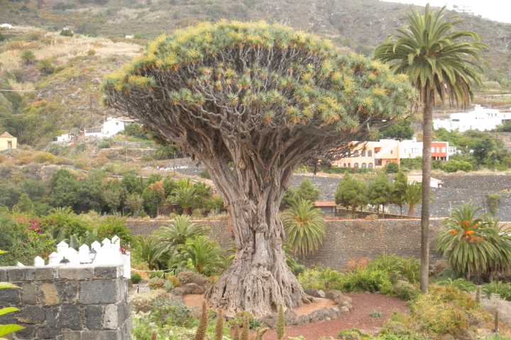 Icod de los Vinos Drakenboom