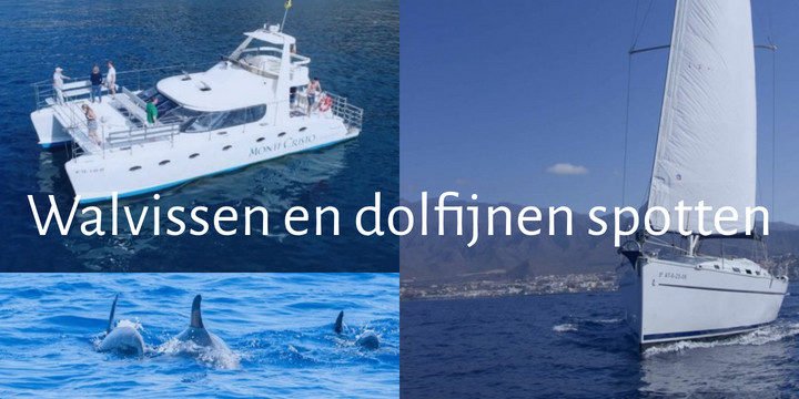 Walvissen en dolfijnen spotten met Catamaran of zeilboot