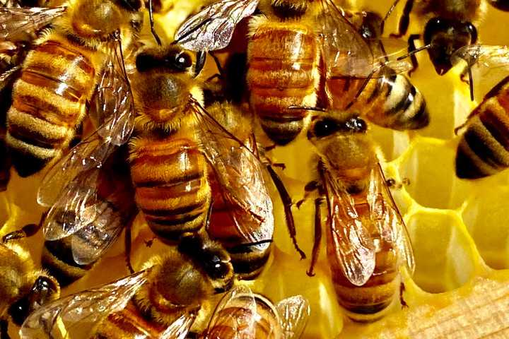 Miel de Tenerife
Honing van Tenerife
bijen op een honingraat