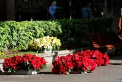 Santa Cruz viert Kerst met bijna 41.000 kerstrozen