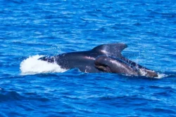 Walvissen spotten bij Santiago del Teide
