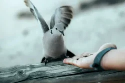 Boetes voor het voederen van duiven - Duif landt op uitgestoken menselijke hand.