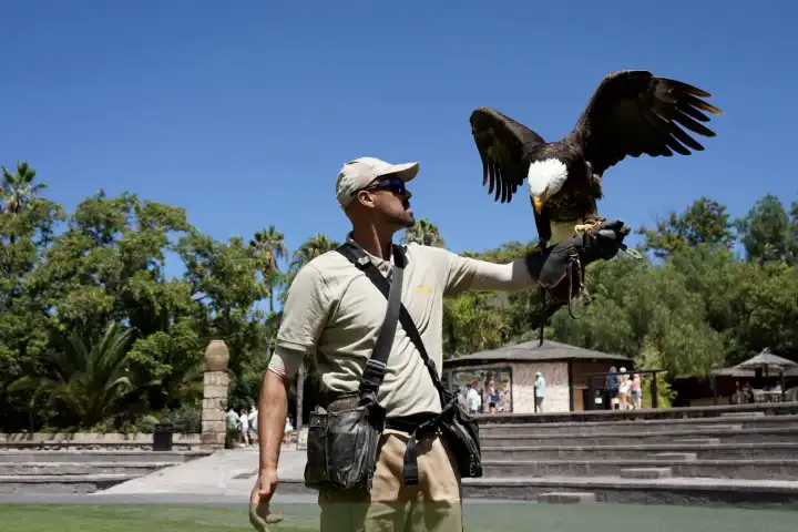 Valkenier met arend tijdens vogelshow van Jungle Park Tenerife