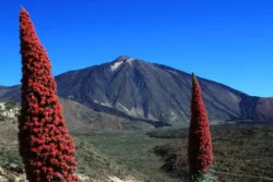 Vulkaan El Teide zonder sneeuw met rode bloeiende tajinaste planten.