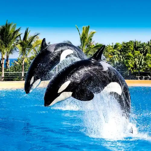 Loro Parque - orka's die springen