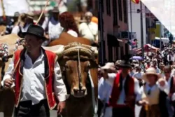 Romeria San Marco in Tegueste 2024 - Traditionele Romería parade met mensen en ossen.