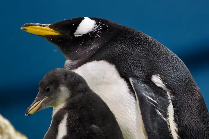 Zes pinguïns geboren in Loro Parque Tenerife